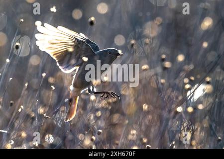 Gibraltars schwarzer Rotstart (Phoenicurus ochruros gibraltariensis, Phoenicurus gibraltariensis), weiblich im Landeanflug, Seitenansicht, Italien, Toskana Stockfoto