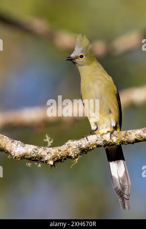 Langschwanz-Seidenschnäpper (Ptiliogonys caudatus), Weibchen auf einem Ast, Vorderansicht, Panama Stockfoto