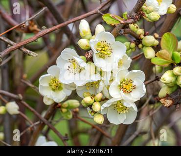 Zierquitten (Chaenomeles speciosa 'Nivalis', Chaenomeles speciosa Nivalis), Blüten der Sorte Nivalis, Europa, Bundesrepublik Deutschland Stockfoto