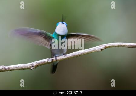Weißkehlchen-Bergjuwel, Weißkehlchen-Bergjuwel (Lampornis castaneoventris), sitzend auf einem Ast in einem bergigen Regenwald, Flügel schütteln, Panam Stockfoto