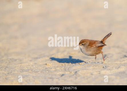 Cettias Keuscher (Cettia cetti), auf sandigem Boden, Seitenansicht, Niederlande, Südholland, Berkheide Stockfoto