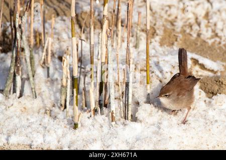 Cettia cetti (Cettia cetti), auf schneebedecktem Sandboden, Niederlande, Südholland, Berkheide Stockfoto