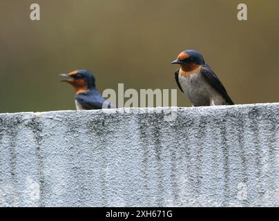 Die pazifische Schwalbe (Hirundo tahitica), zwei pazifische Schwalben, die auf einer künstlichen Mauer thronten, Bukit Tinggi, Malaysia Stockfoto