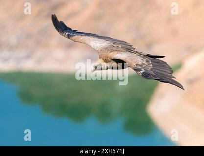 gyps fulvus (Gyps fulvus), hoch über der Landschaft, Spanien, Extremadura, Monfrague Nationalpark Stockfoto