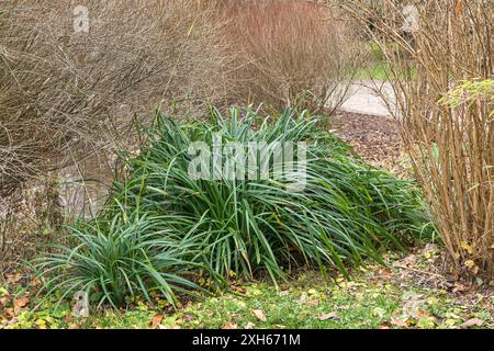 Pendelsegge, Riesenseggengras (Carex pendula), Habit, Deutschland, Bundesrepublik Deutschland Stockfoto