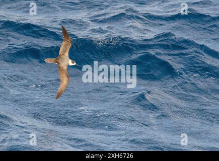 Weißhals-Petrel (Pterodroma cervicalis), der über den pazifik nördlich von Neuseeland, Neuseeland, Pazifik fliegt Stockfoto