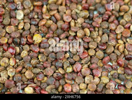 sizilianische Sumach (Rhus coriaria), getrocknete Früchte Stockfoto