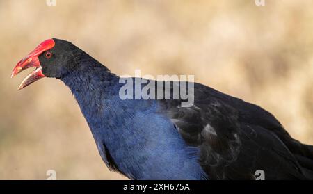 Australasischer Sumpfvogel, Purple Swamphen (Porphyrio melanotus, Porphyrio porphyrio melanotus), aus nächster Nähe gesehen, Neuseeland Stockfoto