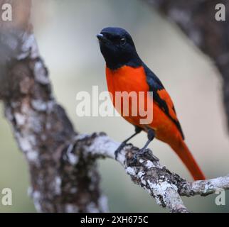 Scharlachrote Minivet (Pericrocotus flammeus), männlich sitzend auf einem Zweig, Laos, Nam Khan Nationalpark Stockfoto