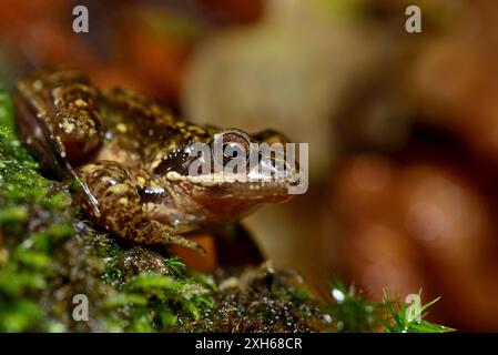 Langbeinfrosch (Rana iberica) in einem Wald in der Nähe von Tui, Pontevedra, Galicien, Spanien Stockfoto