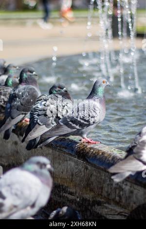 Eine Gruppe von Tauben trinkt gemütlich Wasser aus einem Stadtbrunnen, während ihre Federn im Sonnenlicht leuchten, während sie ihre Schnäbel tauchen Stockfoto