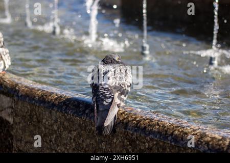 Eine Gruppe von Tauben trinkt gemütlich Wasser aus einem Stadtbrunnen, während ihre Federn im Sonnenlicht leuchten, während sie ihre Schnäbel tauchen Stockfoto