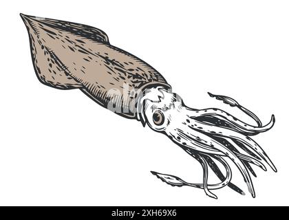 Skizze von Tintenfisch. Handgezeichnete Calamari. Restaurant-Design. Vektor-Illustration auf weißem Hintergrund mit frischen biologischen Meeresfrüchten. Stock Vektor