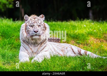 Entspannter weißer Tiger, der im grünen Gras liegt Stockfoto