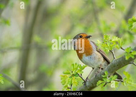 Naher, detaillierter Vorderblick des wilden elternrotkehlchens (Erithacus rubecula), der auf einem Ast im Frühlingswald thront und voller Käfer für hungrige Küken ist. Stockfoto