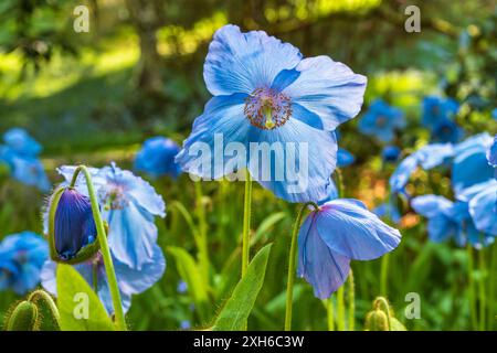 Blauer Himalaya-Mohn in Blüte im Dawyck Botanic Garden, Stobo, bei Peebles, Scottish Borders, Schottland, UK Stockfoto