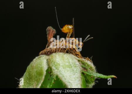 Eine weibliche Rose Hip Chalcidoid Wasp (Megastigmus aculeatus), die in eine Multiflora Rose (Rosa multiflora) Hüft eintaucht. Stockfoto