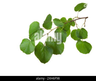 Lindenzweig mit frischen grünen Blättern isoliert auf weißem Hintergrund. Stockfoto