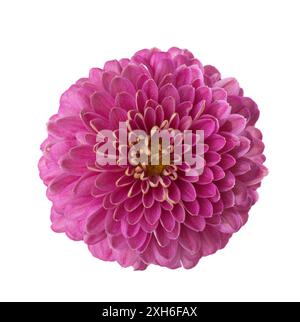 Blume von Chrysantheme isoliert auf weißem Hintergrund. Stockfoto