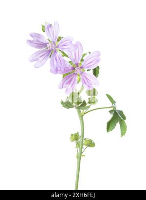 Zweig mit zwei kornischen Malvenblüten isoliert auf weißem Hintergrund. Malva multiflora. Selektiver Fokus Stockfoto