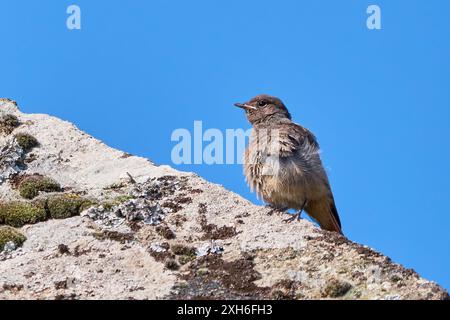 Schwarzer Rotkehlchen-Jungvögel (Phoenicurus ochruros) Stockfoto
