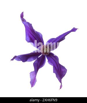 Dunkelviolette Сlematis Blume isoliert auf weißem Hintergrund. Stockfoto