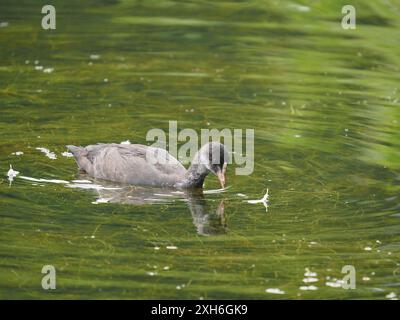 Dieser junge Huhn entwickelt seinen diagnostischen weißen Gesichtsschutz. Stockfoto