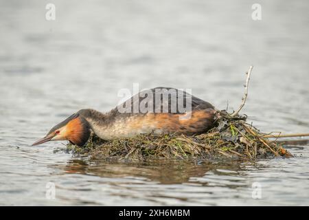 Ein toller Haubenvogel, der aus nächster Nähe auf einem See zu sehen ist Stockfoto