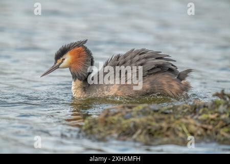 Ein toller Haubenvogel, der aus nächster Nähe auf einem See zu sehen ist Stockfoto