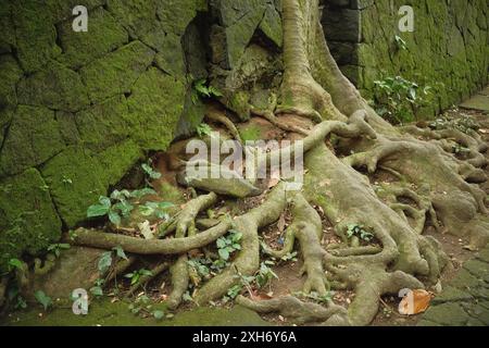 Die Wurzeln eines großen, alten Baumes schleichen und beschädigen die Wege und moosigen Steinmauern Stockfoto