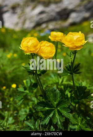 Gelbe Bergglobeblumen (Trollius europaeus), die auf einem Wanderweg in den Bergen wachsen Stockfoto