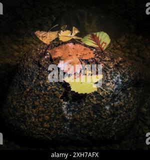 Eine Nahaufnahme von bunten Herbstblättern, die auf einem Felsen in einem Bach ruhen. Stockfoto