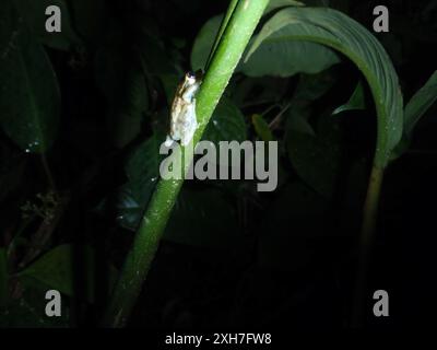 Olive Snouted Tree Frog (Scinax elaeochroa) OLYMPUS DIGITALKAMERA, La Suerte, Costa Rica Stockfoto