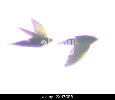 White-Rumped Swift (Apus Caffer) , Star Stop Millys, Tankstelle, in Emthonjeni, Mpumalanga, Südafrika Stockfoto
