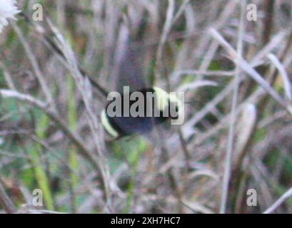 Gelbe Hummel (Bombus vosnesenskii) 37.78413009643555, -122,50931549072266 gelbe Hummel (Bombus vosnesenskii) 37.78413009643555, -122,50931549072266 Stockfoto