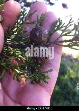 Monterey Cypress (Hesperocyparis macrocarpa) 201–299 Christmas Tree Point Rd, San Francisco, Kalifornien, USA Stockfoto