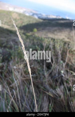 Pazifisches kleines Schilfgras (Calamagrostis nutkaensis), San Bruno Mountain Stockfoto