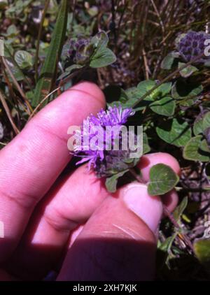 Coyote Mint (Monardella villosa) Twin Peaks Blvd, San Francisco, Kalifornien, USA Stockfoto