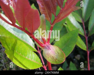 Butterlöffelbaum (Cunonia capensis) Tonnelbos in den Outeniquas Stockfoto