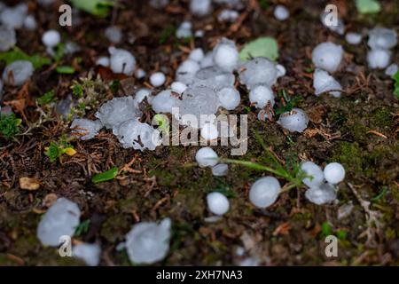 Ludwigsburg GER, Hagel in Ludwigsburg - Ossweil, Hagelkoerner in einem Garten, 12.07.2024 Hagelkoerner, GER, Hagel in Ludwigsburg - Ossweil, Hagelkoerner in einem Garten, 12.07.2024 *** Ludwigsburg GER, Hail in Ludwigsburg Ossweil, Hailstone in einem Garten, 12 07 2024 Hailstone, GER, Hail in Ludwigsburg Ossweil, Hailstone in einem Garten, Hailstone in einem Garten, 12 07 2024 Copyright: xEibner-Pressefoto/Memmlerx EP MMR Stockfoto