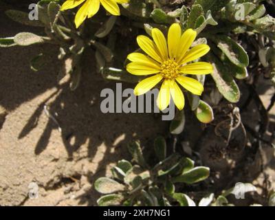 Greenleaf Trailing Gazania (Gazania rigens uniflora) Island Beach Robberg: An der Hochwassermarkierung am Island Beach bei Robberg Stockfoto