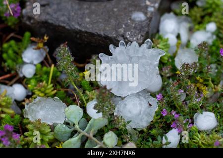 Ludwigsburg GER, Hagel in Ludwigsburg - Ossweil, Hagelkoerner in einem Garten, 12.07.2024 Hagelkorn mit Eiskristallen, GER, Hagel in Ludwigsburg - Ossweil, Hagelkoerner in einem Garten, 12.07.2024 *** Ludwigsburg GER, Hail in Ludwigsburg Ossweil, Hailstone in einem Garten, 12 07 2024 Hailstone mit Eiskristallen, GER, Hail in Ludwigsburg Ossweil, Hail in Ludwigsburg Ossweil, Hagelstein im Garten, 12 07 2024 Copyright: xEibner-Pressefoto/Memmlerx EP MMR Stockfoto