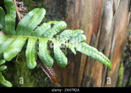 Ledrige Polypodie (Polypodium scouleri) , Sweeney Ridge Stockfoto