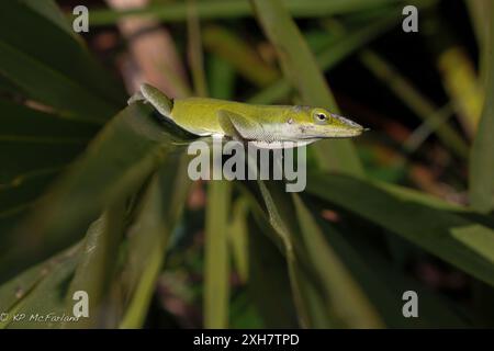 Green Anole (Anolis carolinensis) New Port Richey, Florida, USA Stockfoto