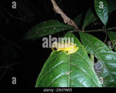 Olive Snouted Tree Frog (Scinax elaeochroa) OLYMPUS DIGITALKAMERA, La Suerte, Costa Rica Stockfoto