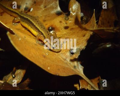 Südlicher zweizeiliger Salamander (Eurycea cirrigera) OLYMPUS DIGITALKAMERA, Buffalo Rd., Davidson Co., TN Stockfoto