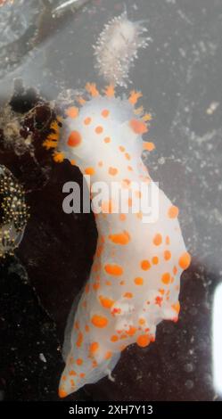 Clown Dorid (Triopha catalinae) , Pfostenpunkt CA. Stockfoto