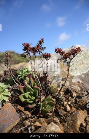 Kopfsalat (Dudleya farinosa), San Bruno Mountain Stockfoto