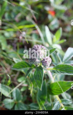 Kalifornien phacelia (Phacelia californica) san bruno Berg Stockfoto