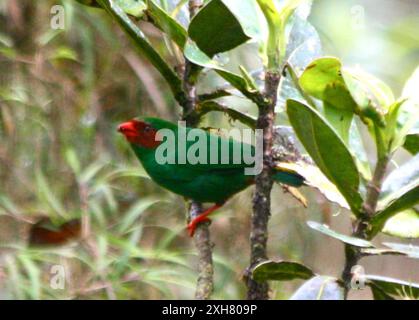 Grasgrüner Tanager (Chlorornis riefferii) La Misenia Stockfoto